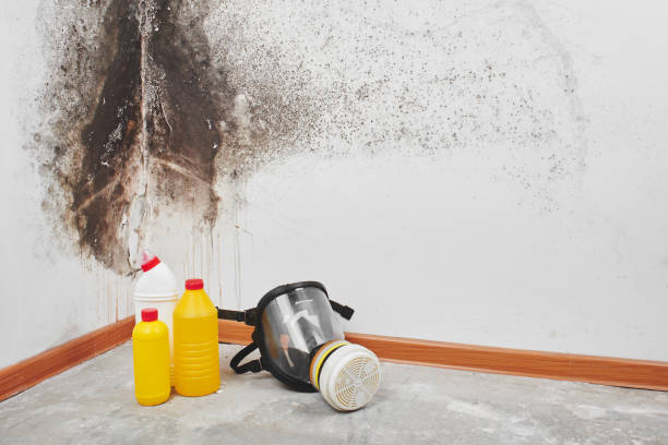 Best Local Mold Removal Service  in Harrisburg, IL