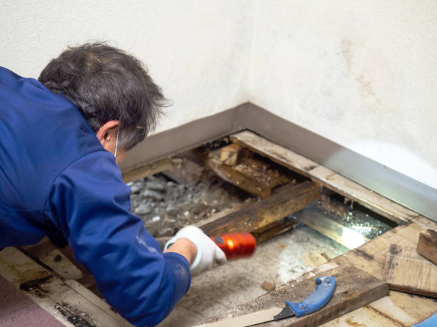 Mold Removal and Inspection in Harrisburg, IL