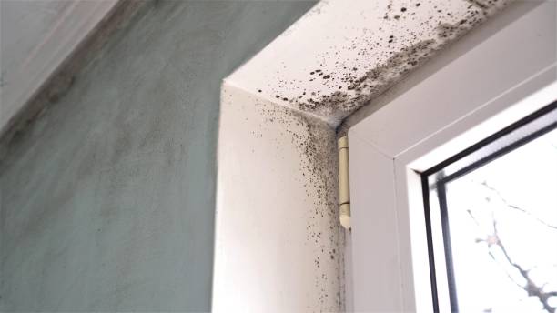 Best Crawl Space Mold Removal  in Harrisburg, IL