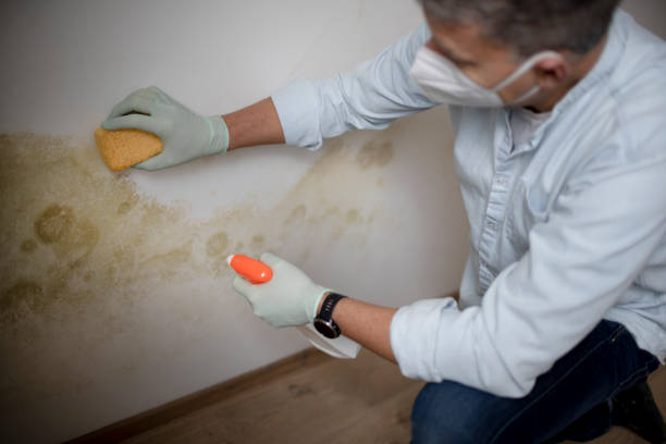 Attic Mold Removal in Harrisburg, IL