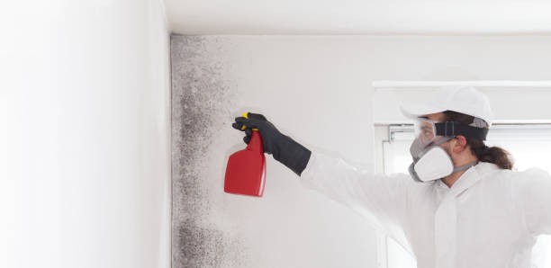 Best Home Mold Removal  in Harrisburg, IL
