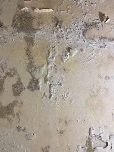 Best Crawl Space Mold Removal  in Harrisburg, IL