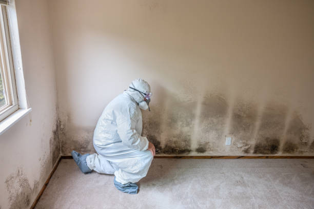 Best Mold Damage Repair  in Harrisburg, IL