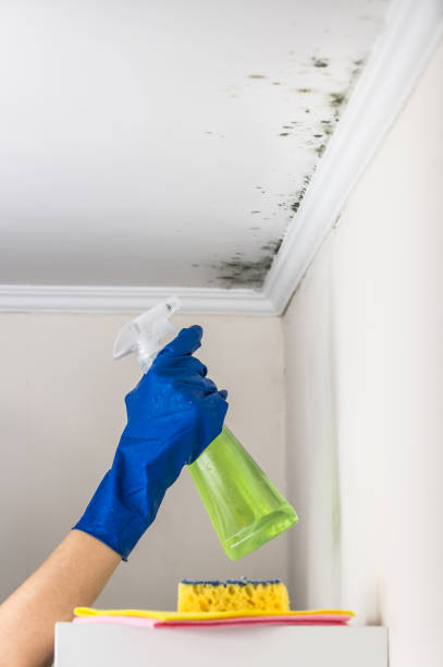 Professional Mold Removal in Harrisburg, IL